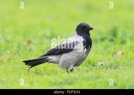 Nebelkrähe (Corvus cornix) in der Türkei Stockfoto