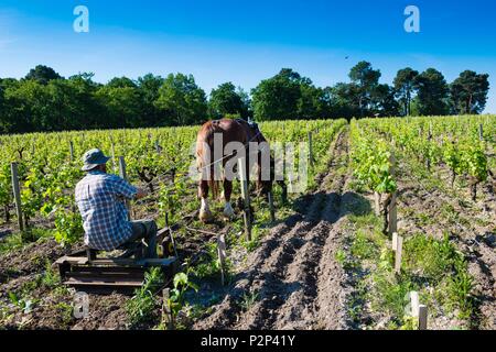 Frankreich, Gironde, Martillac, AOC Pessac Leognan, Chateau de Smith Haut Lafitte, Grand Cru Classe Graves, Reben schneiden Stockfoto