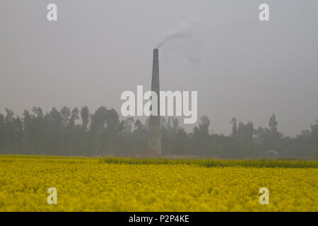 Ein Schornstein eines brickfield neben einem Senf Feld an Chalan Beel in Natore Rauch, die Bedrohung der Umwelt und in hohem Maße verantwortlich für die globale Stockfoto