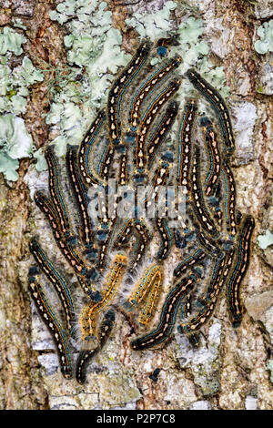 Wald Zelt Caterpillar Motte zusammenkommen auf dem Baum Stockfoto