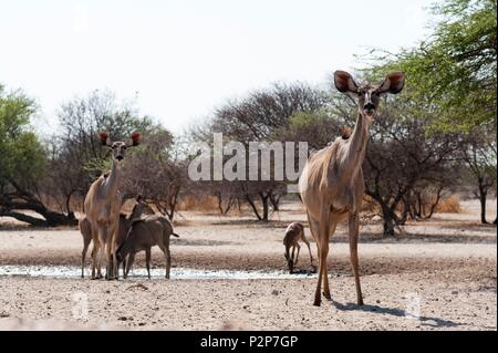 Kudus, Tragelaphus strepsiceros, Kalahari, Botswana Stockfoto