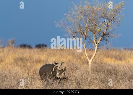 Ein weißes Nashorn, Rhinocerotidae), durch Schlamm bedeckt Stockfoto