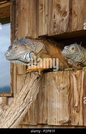 Frankreich, Ariège, La Bastide de Serou, Reptilien Farm, Grüner Leguan oder Amerikanischen Leguan (Iguana iguana) Stockfoto