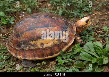 Frankreich, Ariège, La Bastide de Serou, Reptilien Farm, Box turtle (Cuora sp) Stockfoto