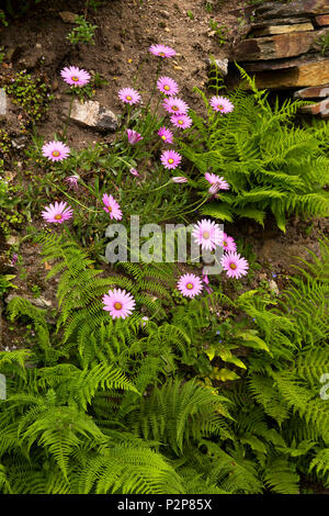 England, Cornwall, Bodmin Moor, Berg Dorf, großen, rosa Gänseblümchen und Farne im strassenrand Kante Stockfoto
