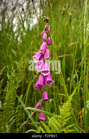 England, Cornwall, Bodmin Moor, Berg Dorf, wilde rosa Blume Fingerhut bei Verkehrskontrollen Kante Stockfoto