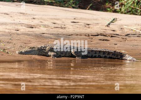 Madagaskar, Region MENABE, massiv von Bemaraha, Krokodile am Ufer des Tsiribihina Fluss Stockfoto