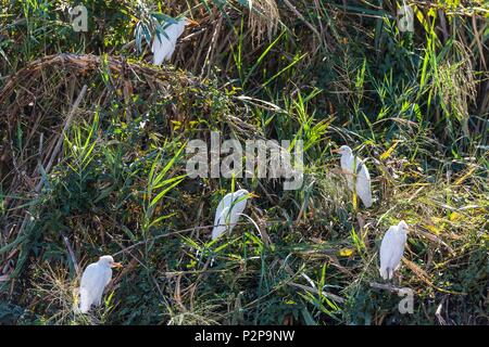 Madagaskar, Region MENABE, massiv von Bemaraha, Kuhreiher (Bubulcus ibis) an den Ufern des Tsiribihina Fluss Stockfoto