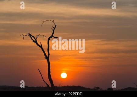 Toter Baum auf der Wüste bei Sonnenuntergang, Kgalagadi Transfrontier Park, Südafrika Stockfoto