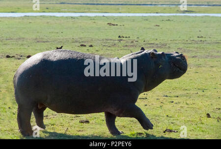 Hippo, Chobe National Park, North-West District, Botswana Stockfoto