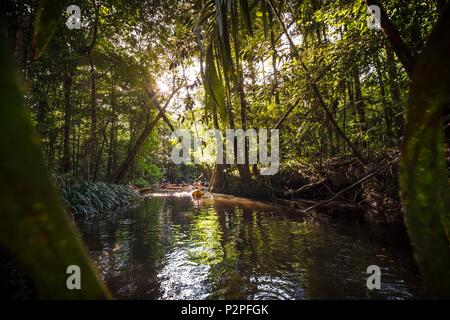 Frankreich, Französisch Guyana, Kourou, Wapa Lodge, Familienurlaub auf dem Kwi Fluss, Nebenfluss der Kourou Fluss, im tropischen Unterholz Stockfoto