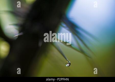 Frankreich, Französisch Guyana, Kourou, Wapa Lodge, Tropfen Tau auf die Dornen der Palmen Stockfoto