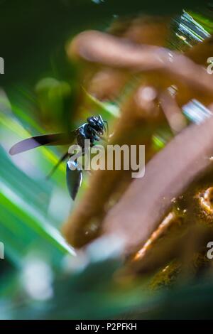 Frankreich, Französisch Guyana, Kourou, Wapa Lodge, Wasp in einem Strauch Stockfoto