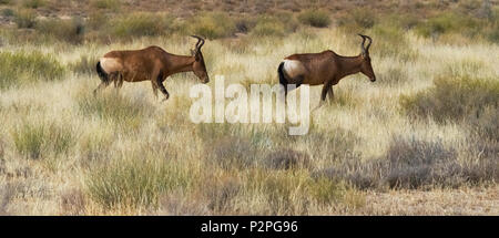 Red Hartebeest (Alcelaphus buselaphus caama), Kgalagadi Transfrontier Park, Südafrika Stockfoto