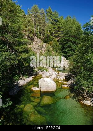 Frankreich, Haute-Corse (2B), Corte, Urlauber, die in der tavignano Fluss am Rossolinu Steg schwimmen. Stockfoto