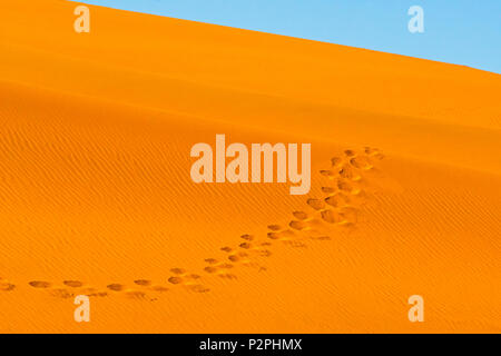 Fußabdrücke auf rotem Sand dune im südlichen Namibwüste, Sossusvlei, Namib-Naukluft-Nationalpark, Otjozondjupa Region, Namibia Stockfoto