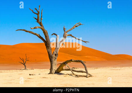 Tot Akazien im Deadvlei, Sossusvlei, Namib-Naukluft-Nationalpark, südliches Narim Wüste, Otjozondjupa Region, Namibia Stockfoto