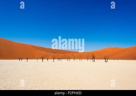 Tot Akazien im Deadvlei, Sossusvlei, Namib-Naukluft-Nationalpark, südliches Narim Wüste, Otjozondjupa Region, Namibia Stockfoto