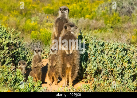 Erdmännchen Familie, Provinz Westkap, Südafrika Stockfoto