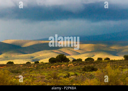 Buschland mit Blick auf die Berge, Provinz Westkap, Südafrika Stockfoto
