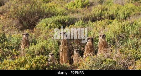 Erdmännchen Familie, Provinz Westkap, Südafrika Stockfoto