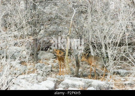 Springböcke im Etosha National Park, Caprivi Region, Namibia Stockfoto