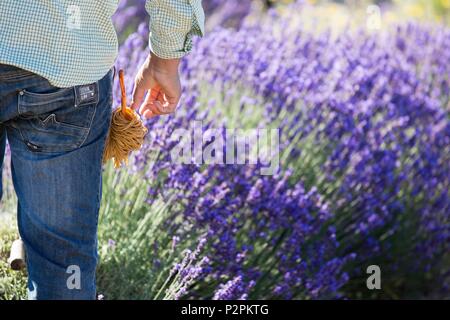 Frankreich, Vaucluse, Ernte, der Schnitt von echten Lavendel in der Nähe von Sault Stockfoto