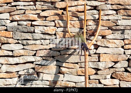 Frankreich, Vaucluse, Sault, traditionellen Holz Gabel zu ernten Lavendel auf einem Stein Wand eines Borie Stockfoto