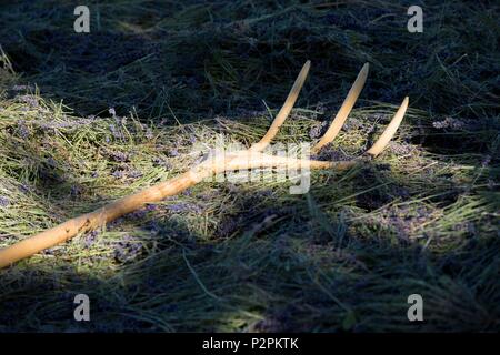 Frankreich, Vaucluse, Sault, traditionellen Holz Gabel in der Mitte von Lavendel Lavendel trocknen Stockfoto