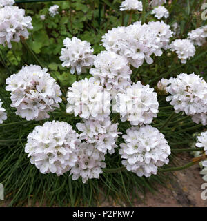 Weißes Meer Sparsamkeit Armeria maritima 'Alba' Blumen closeup in Leicestershire, Großbritannien wächst. Stockfoto