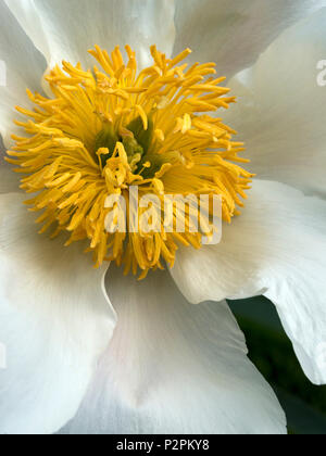 Single Paeonia lactiflora 'White Wings' Pfingstrose closeup Stockfoto