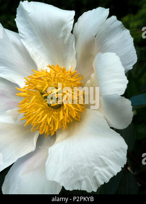 Paeonia lactiflora 'White Wings' Pfingstrose closeup Stockfoto