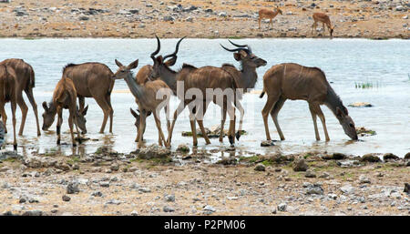 Kudus und Springböcke an einem Wasserloch, Etosha Nationalpark, Caprivi Region, Namibia Stockfoto