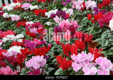 MASSE VON KUPFERNEN PFLANZEN (CYCLAMEN PERSICUM) IN VERSCHIEDENEN FARBEN ZUM VERKAUF IN EINER GÄRTNEREI IN SYDNEY, AUSTRALIEN. Stockfoto