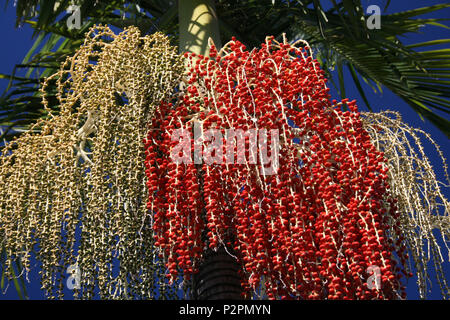 Phoenix dactylifera, allgemein bekannt als Datum oder Datum Palm, ist eine blühende Pflanze, die in der Palme Familie, für ihrer essbaren süße Frucht angebaut. Stockfoto