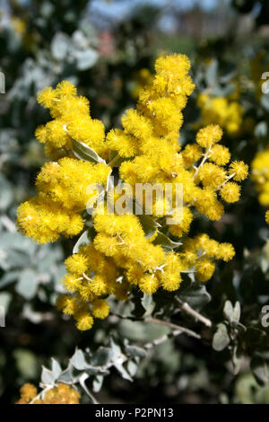 Nahaufnahme der Acacia podalyriifolia (allgemein bekannt als Queensland Silver Wattle oder Pearl Acacia) Blüte Stockfoto