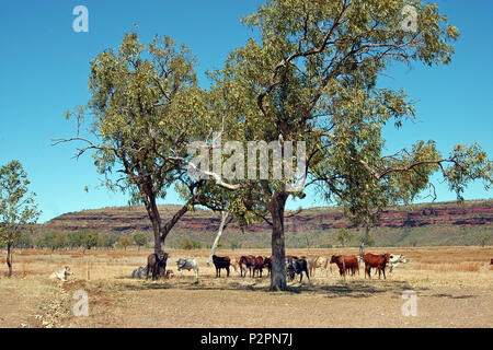 Rinder nehmen Schatten unter großen Bäumen in der Kimberley Region von Western Australia. Stockfoto