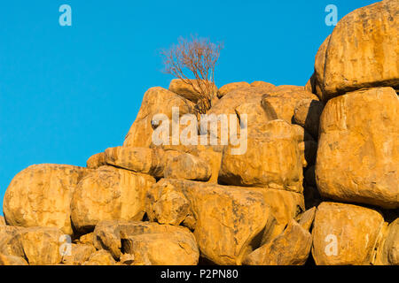 Granit Hügel mit Mopani Baum, Damaraland, Kuene Region, Namibia Stockfoto