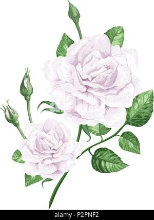 Weiße Rose auf Stiel in Aquarell Stil und Spritzer auf weißem Hintergrund. Stock Vektor