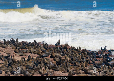 Robbenkolonie am Cape Cross auf Skelett Küste von South Atlantic Ocean, Erongo Region, Namibia Stockfoto