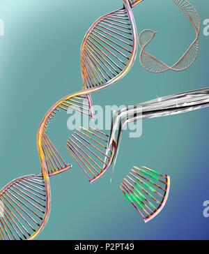 CRISPR gen bearbeiten, konzeptionelle Computer Abbildung. Die crispr-CAS 9 Eiweiß verwendet wird, handelt es sich um ein DNA (Desoxyribonukleinsäure) Molekül an einem bestimmten Standort zu schneiden. Das DNA-Molekül kann dann geändert werden. Stockfoto