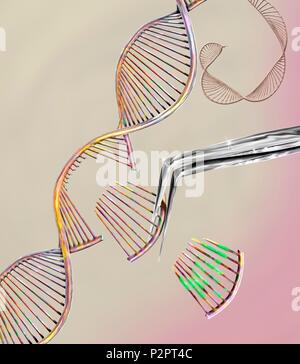 CRISPR gen bearbeiten, konzeptionelle Computer Abbildung. Die crispr-CAS 9 Eiweiß verwendet wird, handelt es sich um ein DNA (Desoxyribonukleinsäure) Molekül an einem bestimmten Standort zu schneiden. Das DNA-Molekül kann dann geändert werden. Stockfoto