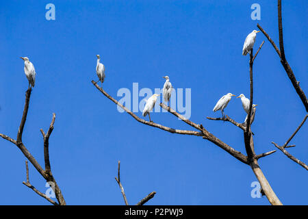 Eine Herde von östlichen großen Reiher - Ardea alba Modesta - ruht auf dem braches eines alten Baumes, vor blauem Himmel. Stockfoto