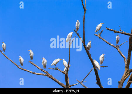 Eine Herde von östlichen großen Reiher - Ardea alba Modesta - ruht auf dem braches eines alten Baumes, vor blauem Himmel. Stockfoto