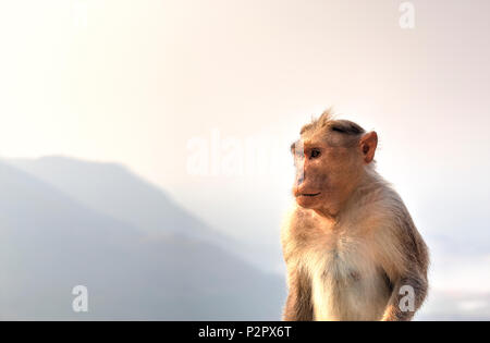 Die Bonnet macaque sind endemisch in Südindien, die Lebensräume einschließlich Evergreen hohen Wald und trockenen Laubwald der westlichen Ghat Berge in Stockfoto