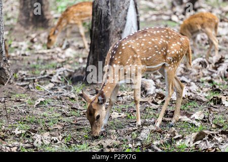 Die CHITAL oder cheetal Rotwild auch bekannt als beschmutzt, Rehe oder Hirsche - Achse Achse Achse - in den wilden Wäldern von bandipur Nationalpark in Karnataka, Indien Stockfoto
