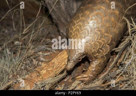 Südafrika, Kalahari Wüste, Masse pangolin oder temminck's pangolin oder das Kap pangolin (Smutsia temminckii) Stockfoto