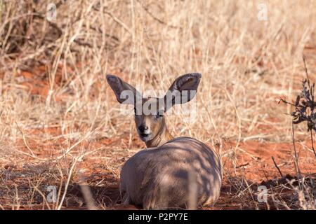 Südafrika, Kalahari Wüste, Steinböckchen (Raphicerus campestris), erwachsene Frau Stockfoto