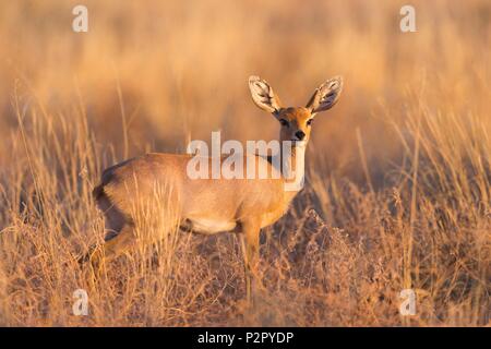 Südafrika, Kalahari Wüste, Steinböckchen (Raphicerus campestris), erwachsene Frau Stockfoto