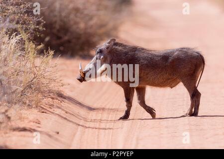 Südafrika, Kalahari Wüste, gemeinsame Warzenschwein (Phacochoerus africanus), Erwachsene Stockfoto